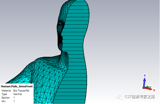 cst软件如何将均匀人体空心2d模型填充3d